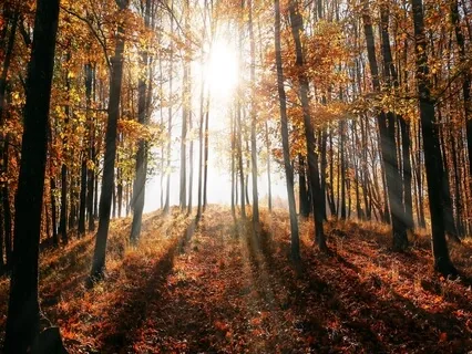 Convergence Of Light & Shadow 