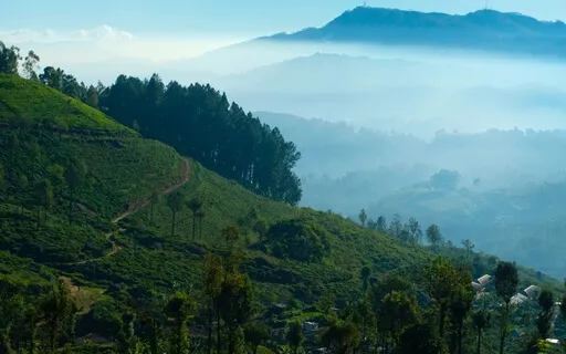 Cool Mountain Mist