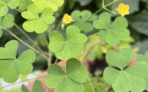 Coping As A Caregiver: Part 6, Focus On Getting Good Sleep