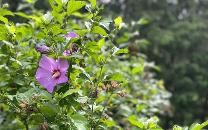 Coping As A Caregiver, Part 7: Importance Of A Daily Boost!