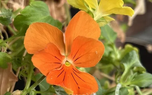 Coping As A Caregiver: Part 9, Anger Is Fear In Disguise   