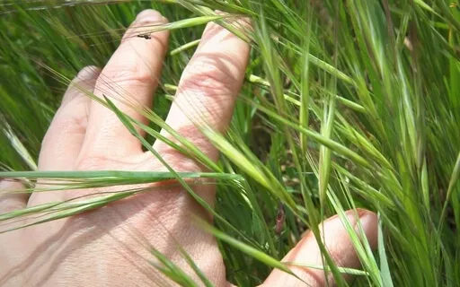 Coping Tools For Anxiety Series: 54321