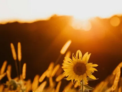 Coping With Change: The Garden Of Stability