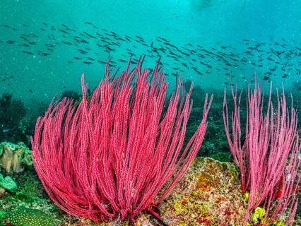 Coral: Secrets of the Deep Sea | Ambient Meditation