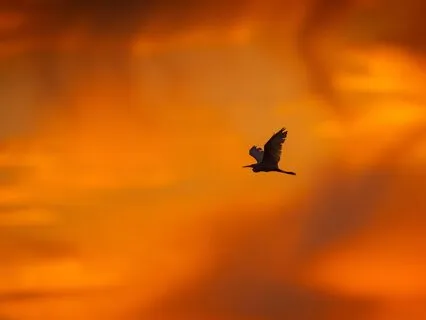 Cord Cutting: Free Yourself From Energetic Attachments