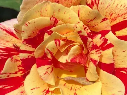 Cord Cutting Visualization