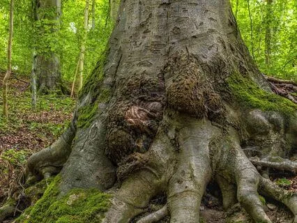 Core Empath Wound Release