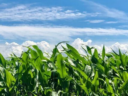 Corn Field | Audio Of Nature | White Noise