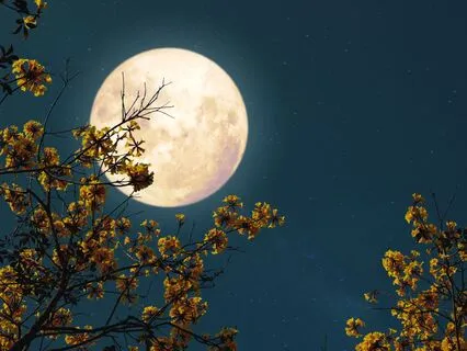 Corn Moon Activation! 210.42+ 147.85 Hz Tuning Forks (Alpha)