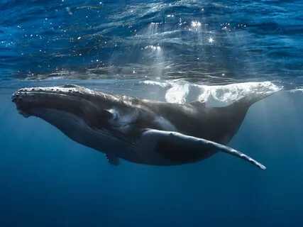 Corona: Crown Of Light