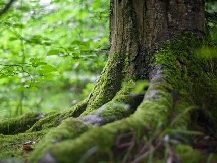 CoronaVirus, A Meditation On Fear & Uncertainty