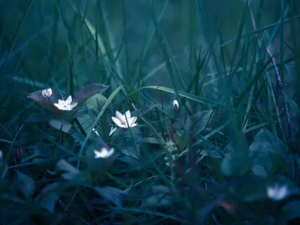 Coronavirus Anxiety Release