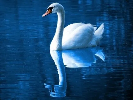 Coronavirus: Ease Anxiety, Boost Immunity & Increase Your Protection