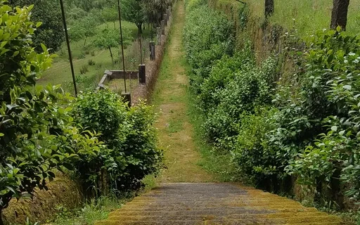 Corpo e Respiração