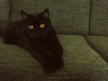 Corriannda's Witch Tales | Corriannda's Cat