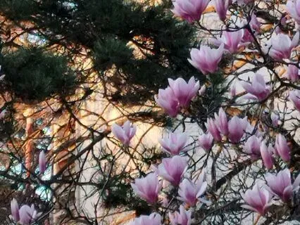 Cortisol Liberation Frequencies: Restore Your Mental Harmony