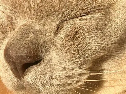 Cosmic Cat Purrs & Melodic Dreamy Harp