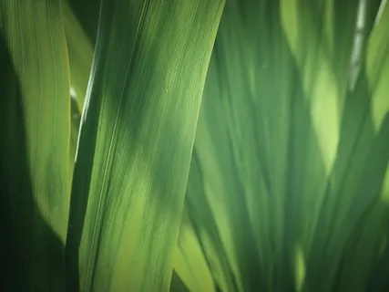 Cosmic Greenhouse To Flourish