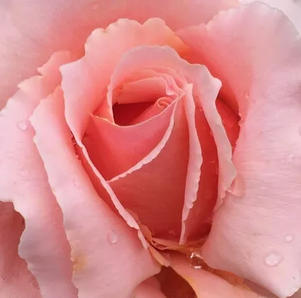 Cosmic Greenhouse #2: To Be My True Self