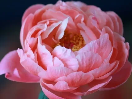 Cosmic Greenhouse #3: Align & Heal The Body