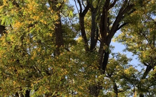 Cosmic Healing Meditation 