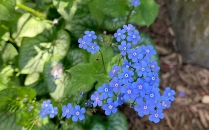 Cosmic Sapphire Meditation With Archangel Michael