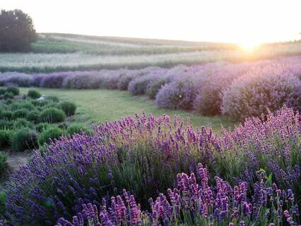 Cosmic Unity & Finding Fulfillment With Bracha Goetz