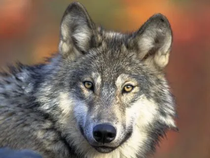 Cosmic Wolves - Ambient Music & Haunting Wolf Soundscape