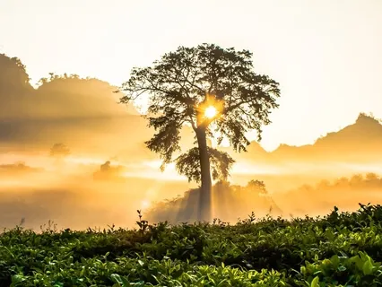 Cosmic Yoga Nidra: Anchor The Light