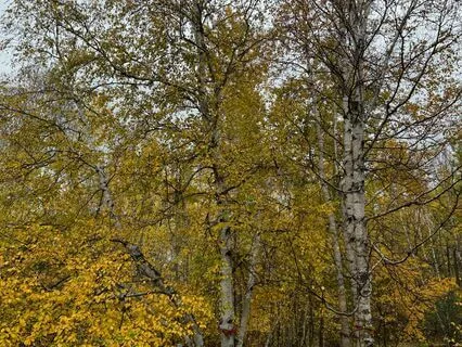 Cosmos Meditation A 3rd Eye Soundscape