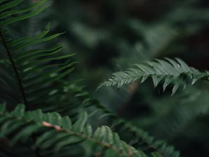 Costa Rica At Night: National Park Rincón de la Vieja / Nature's White Noise