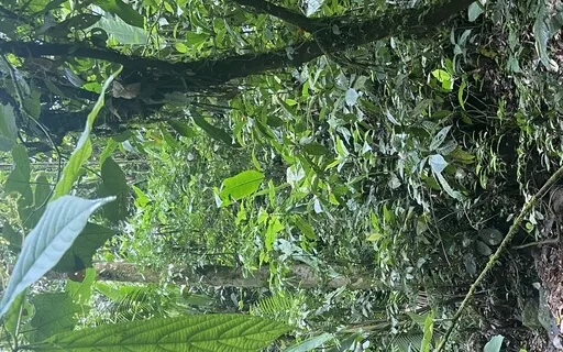 Costa Rica Jungle Music - Animals Have So Much To Tell Us