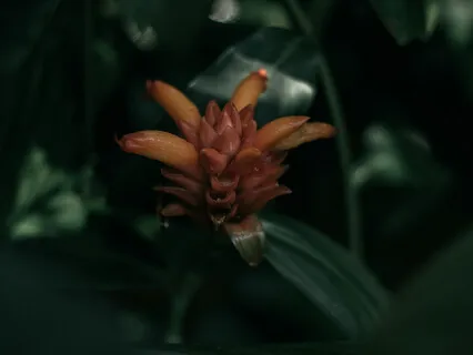 Costus Curvibracteatus