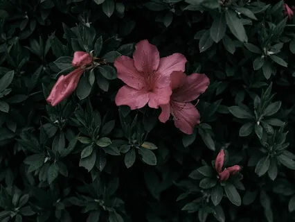 Costus Curvibracteatus