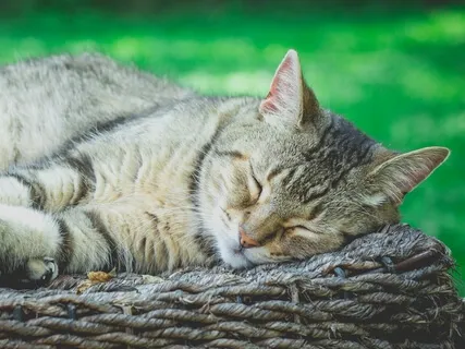 Cosy Cat Purr ASMR With Whispering
