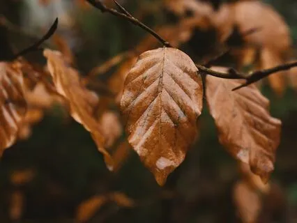 Cosy Rain - Songbirds - Soft Brown Noise