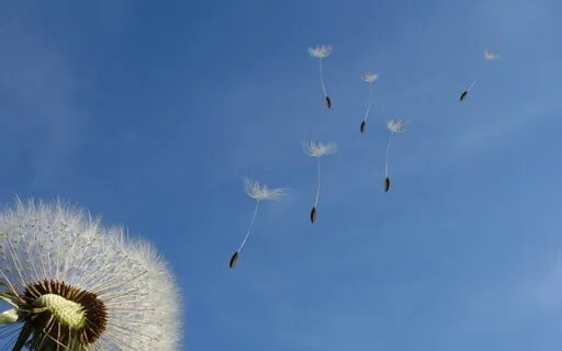 Cottonwood Seed Fantasy Expansion Meditation