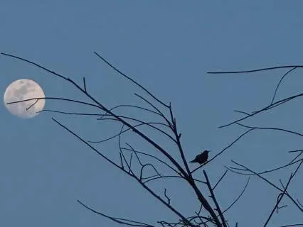 Count Your Blessings - A Deep Sleep Gratitude Meditation