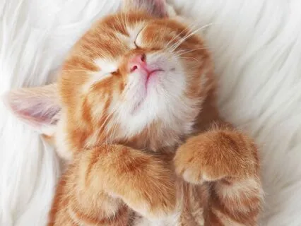 Counting Cats To Fall Asleep