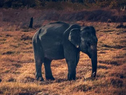 Counting Elephants For Sleep | 8 Hours