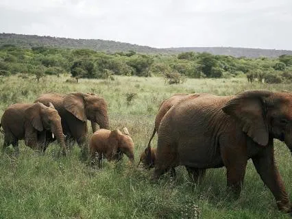 Counting Elephants For Sleep