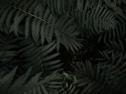 Counting Sheep For Sleep