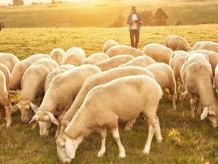 Counting Sheep In An Irish Meadow: A Sheep Story For Bedtime