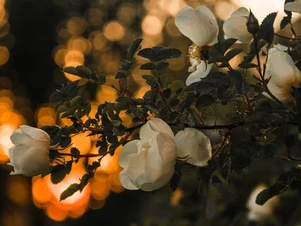 Counting The Breaths