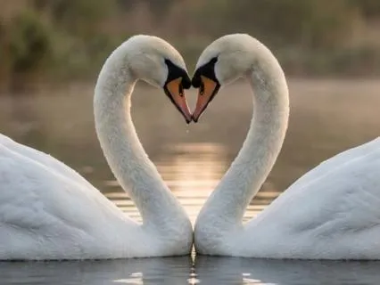 Couples Meditation For Love, Light, And Bliss