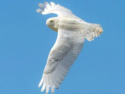 Courage Affirmations (Without Music)