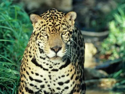 Courage, Healing, And Inner Power Your Jaguar Path