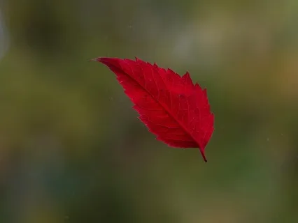 Courage Of A Leaf In The Wind @ 40 Hz