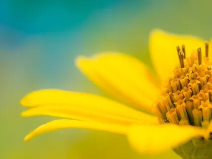 Courageous Gratitude