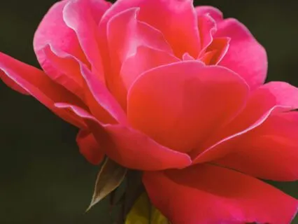 Roses Protection Meditation